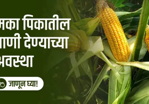 मका पिकातील पाणी देण्याच्या अवस्था!