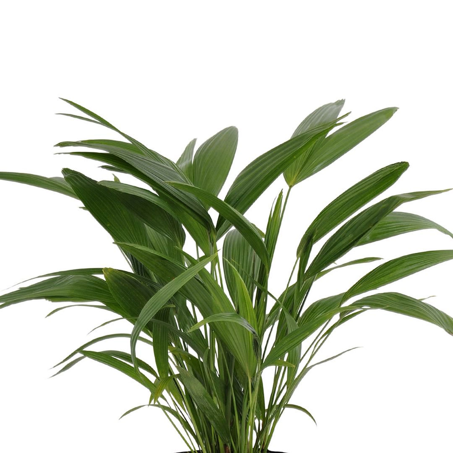 United Nursery Live Fan Palm Houseplant 24-28in - Image 2