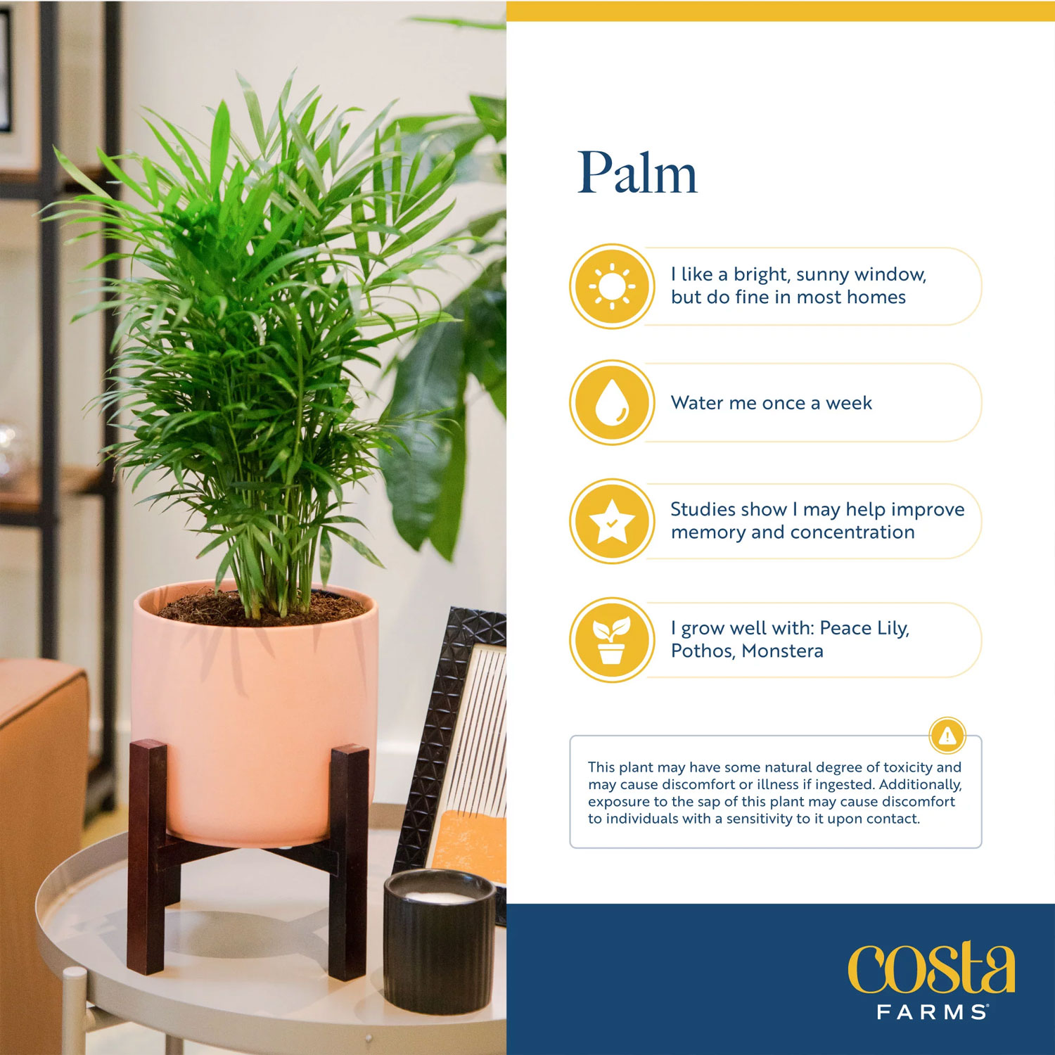 Costa Farms Plants with Benefits Live Indoor 36in - Image 4
